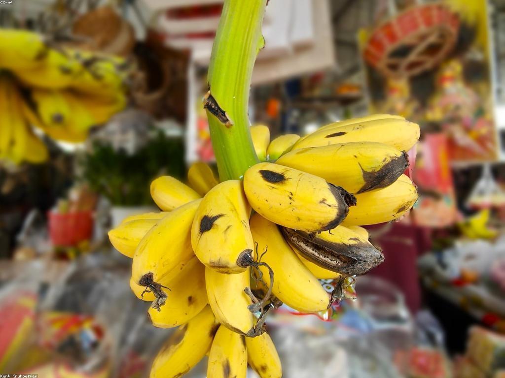 ααααΆααααααα»αααααααααααα»ααΆ